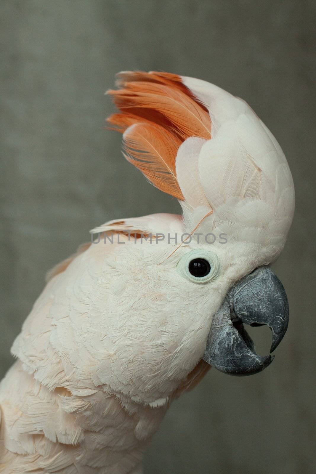 Photo of white beautiful parrot with orange tuft, wild life