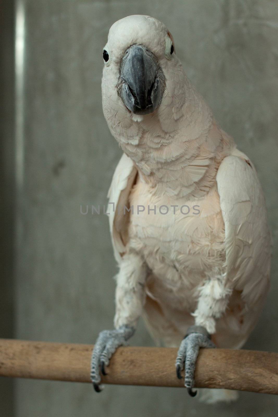 Photo of white beautiful parrot with orange tuft, wild life