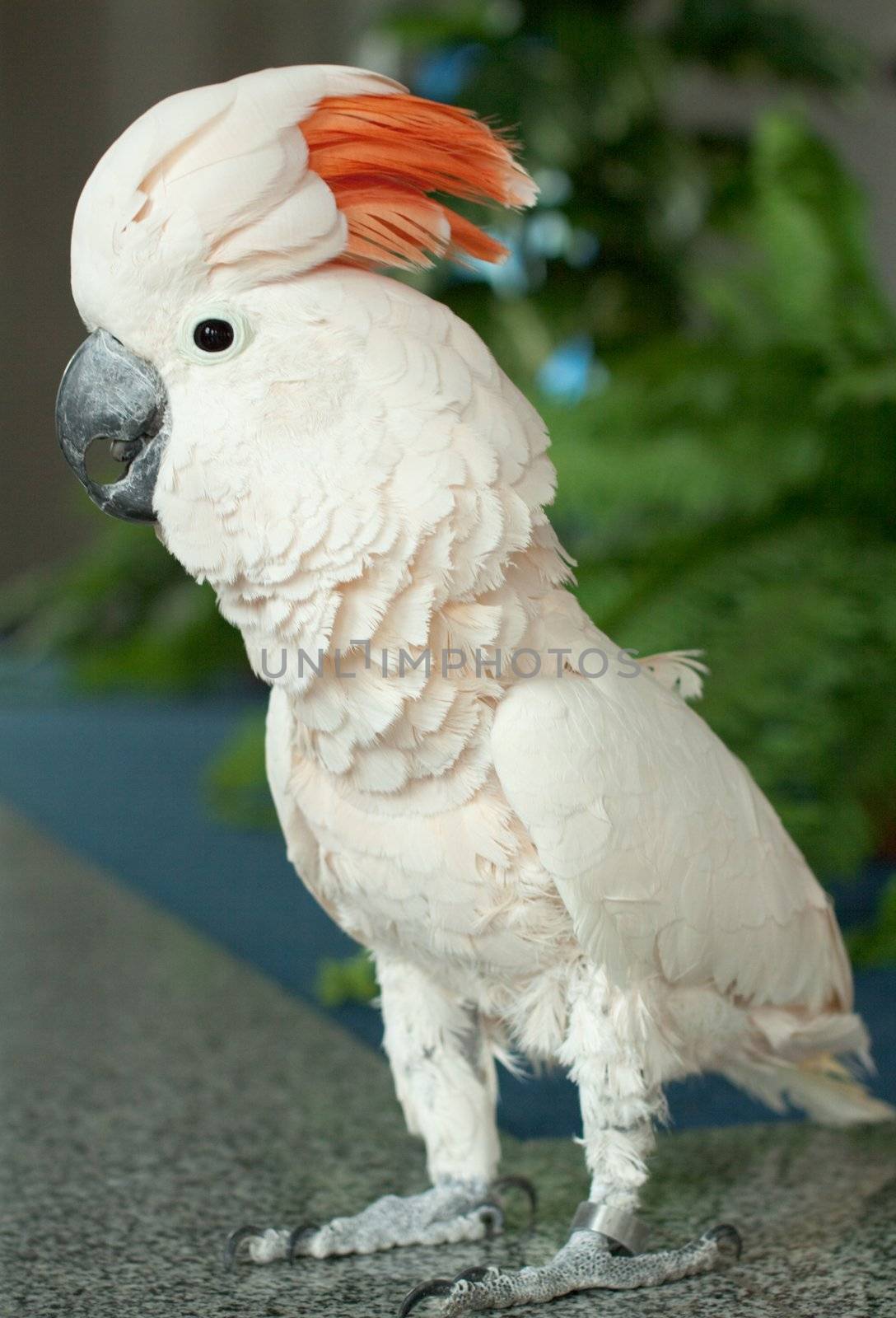 Photo of white beautiful parrot with orange tuft, wild life