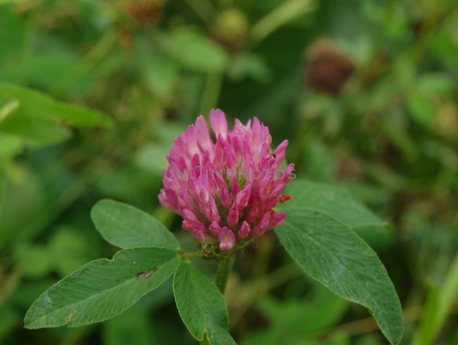 Trifolium pratense by renales