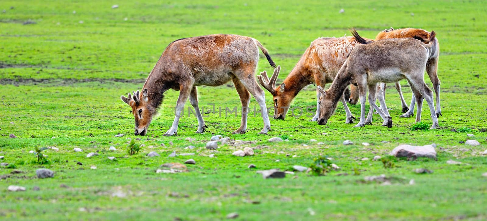 Pasture of deers on the green meadow