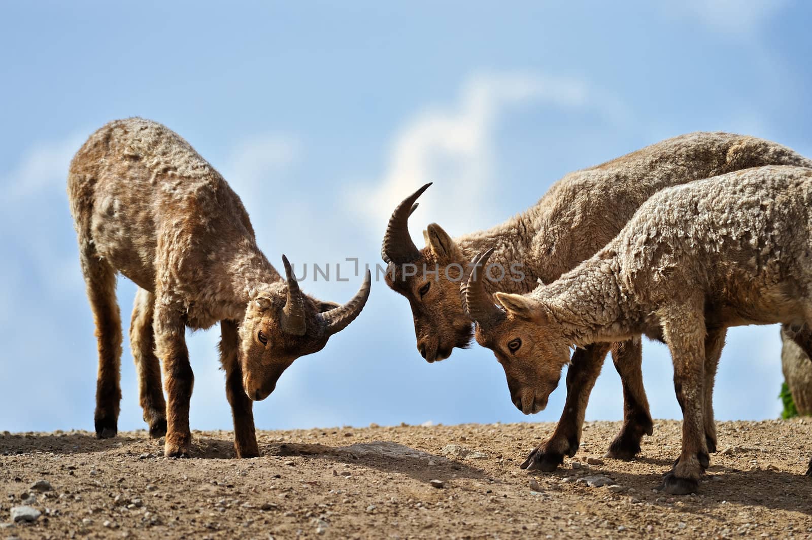 A group of three sheep on a rocky hill