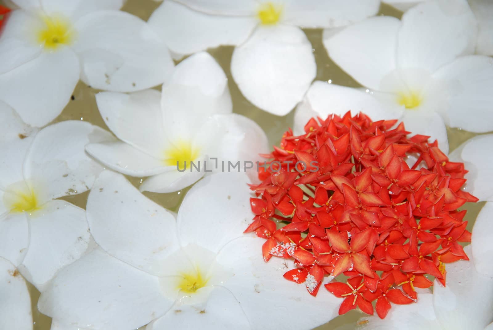 beautiful background made of white/yellow/red frangipanis flowers