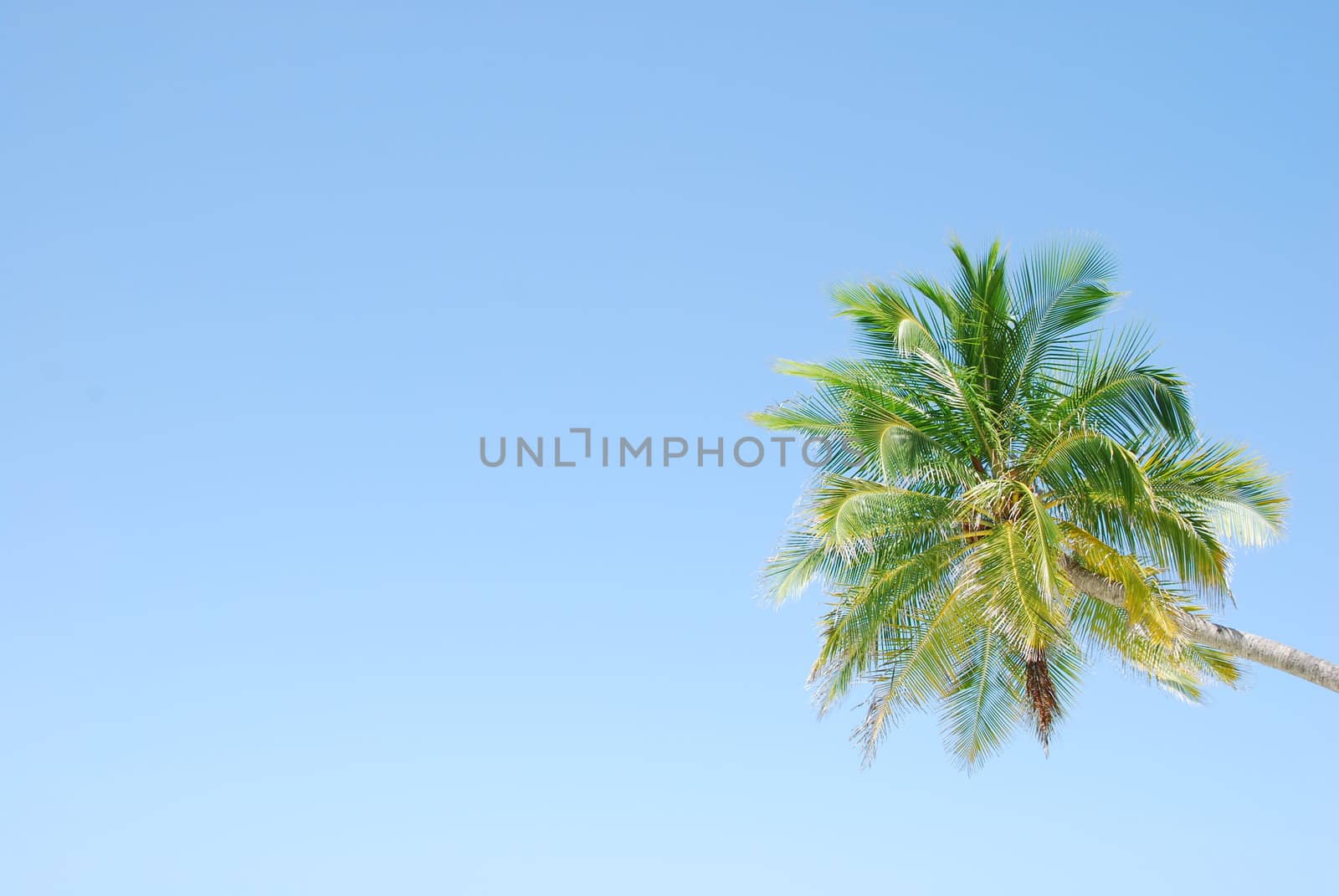 photo of a coconut palm tree against blue sky background