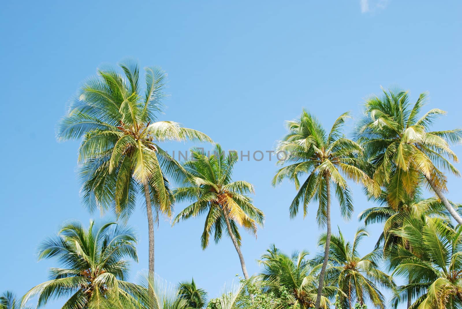 Coconut palm trees by luissantos84