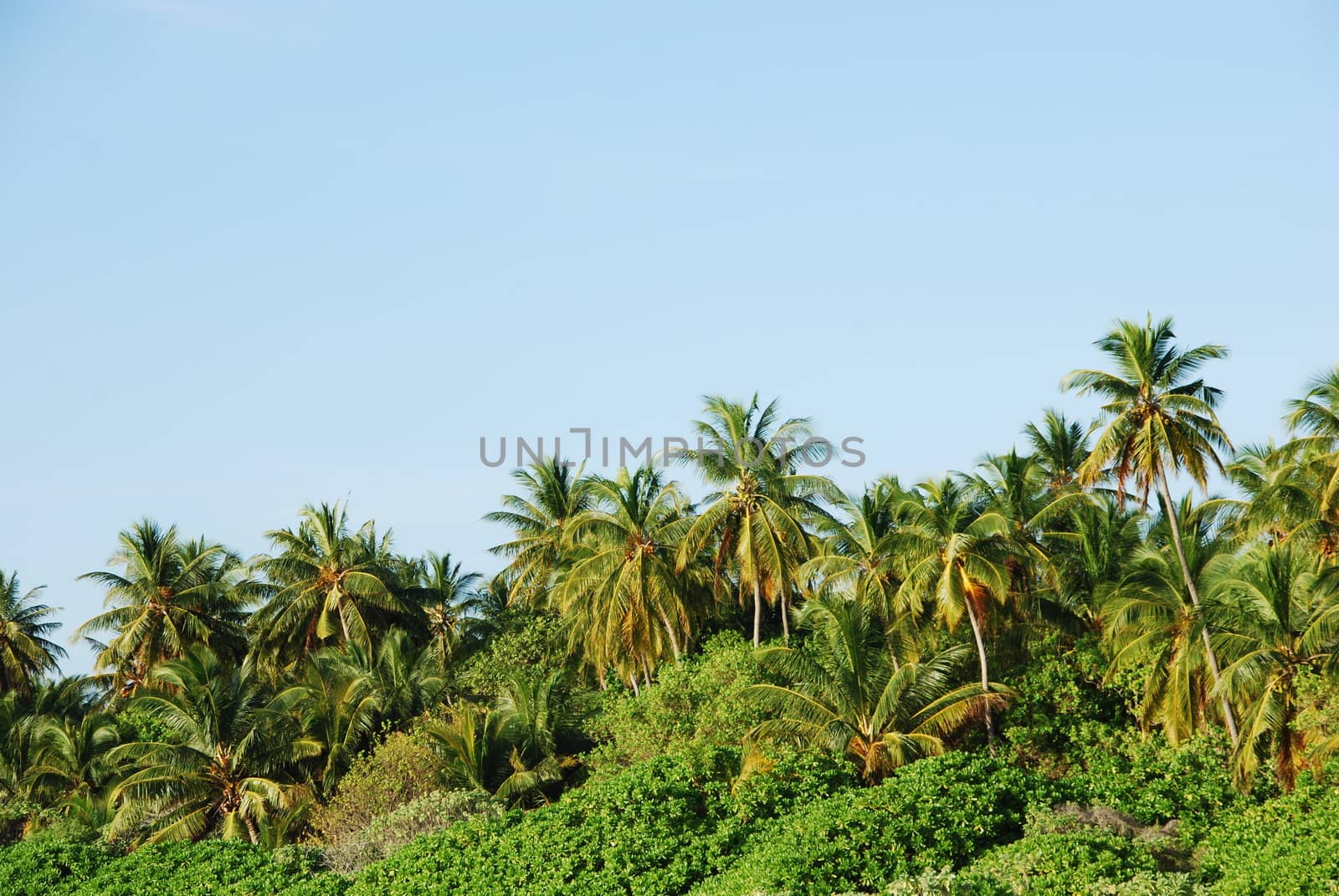 photo of coconut palm trees against blue sky background