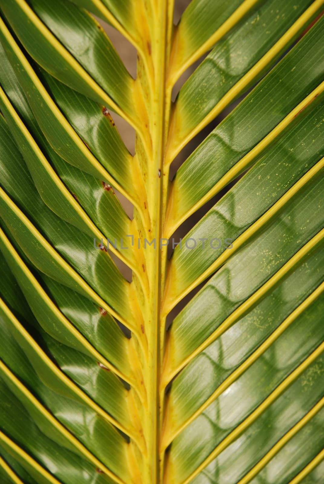 Vibrant coconut palm tree detail/background by luissantos84