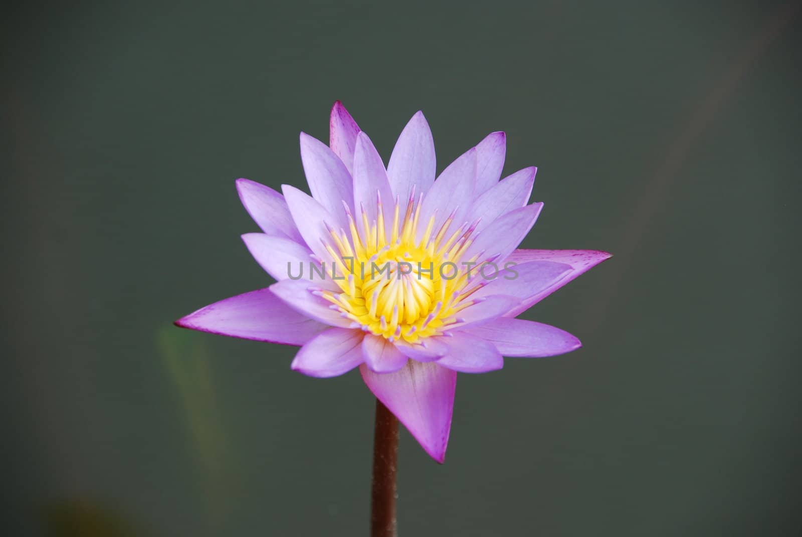 beautiful closeup photo of purple waterlily in a small pond