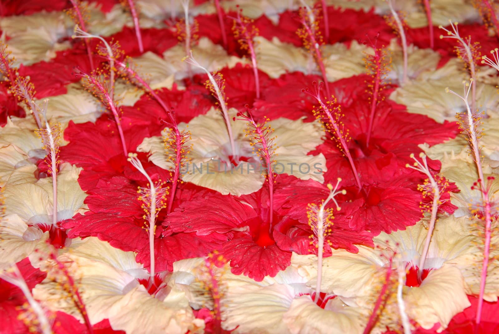 beautiful flower background with red and yellow hibiscus pistilles flowers 