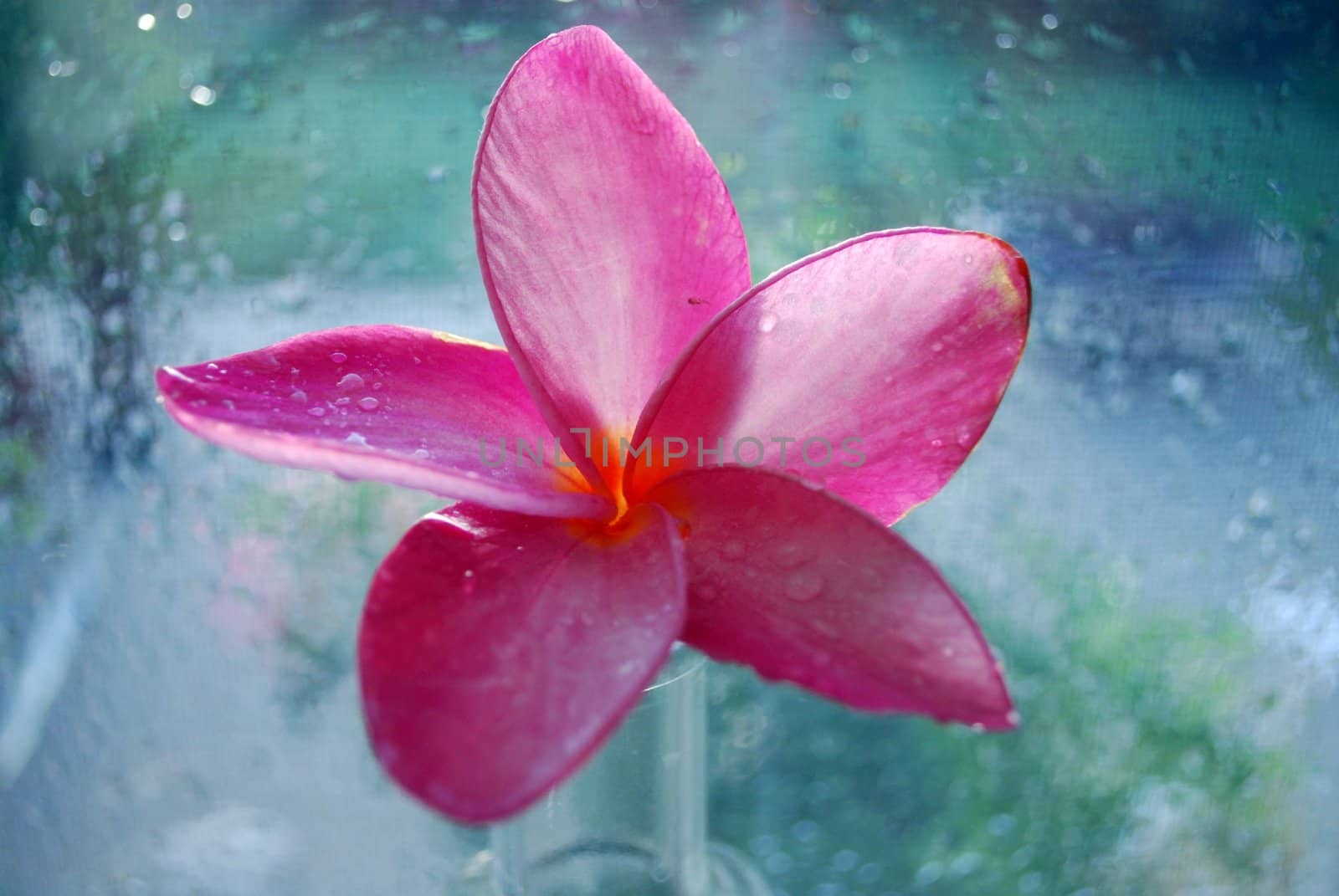 beautiful pink plumeria flower