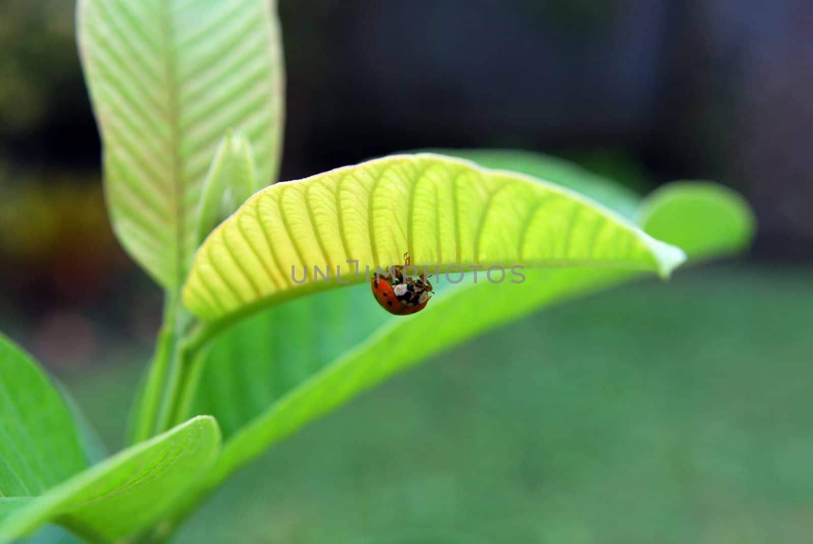 lady bug on the bottom of the leaf