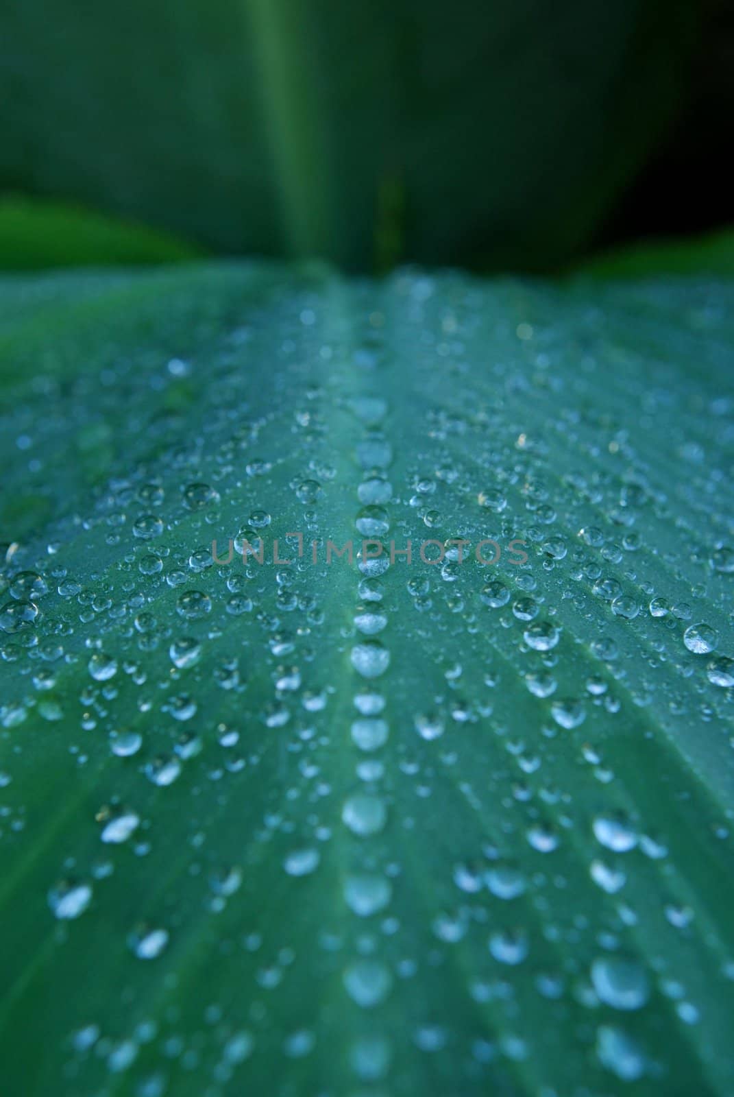 rain drops line up on a canalilly leaf