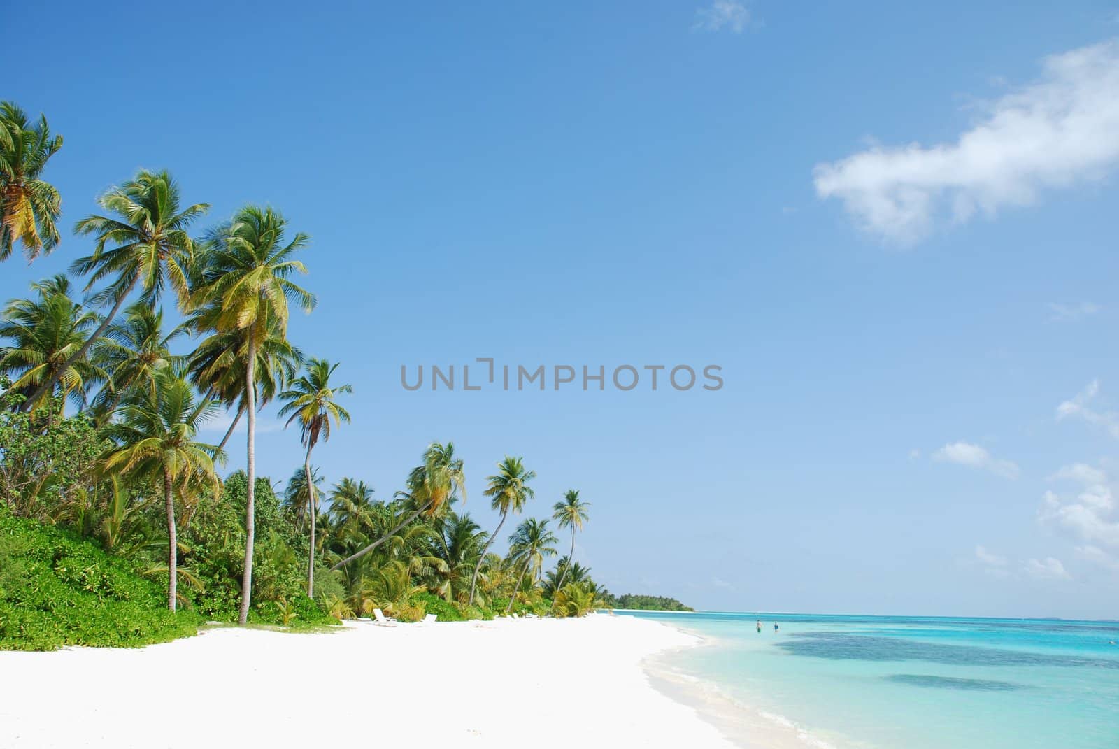 Beach paradise with palm trees by luissantos84