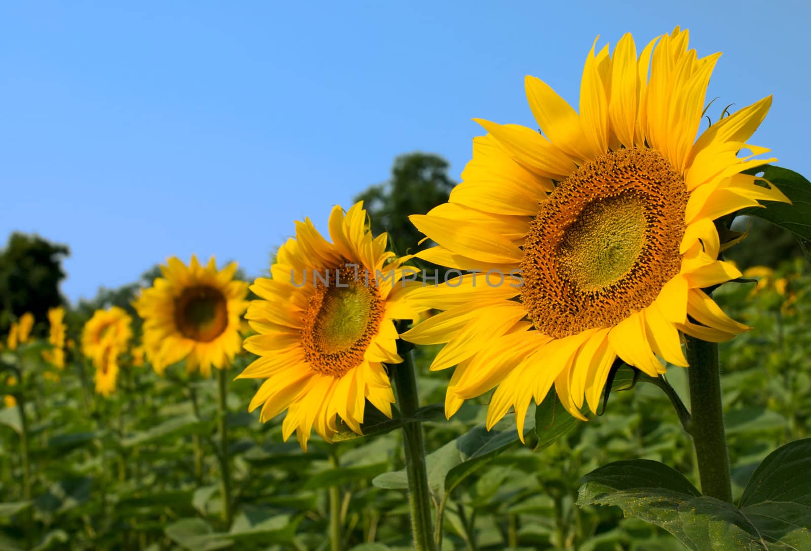Sunflowers in a field of sunflowers and blue sky