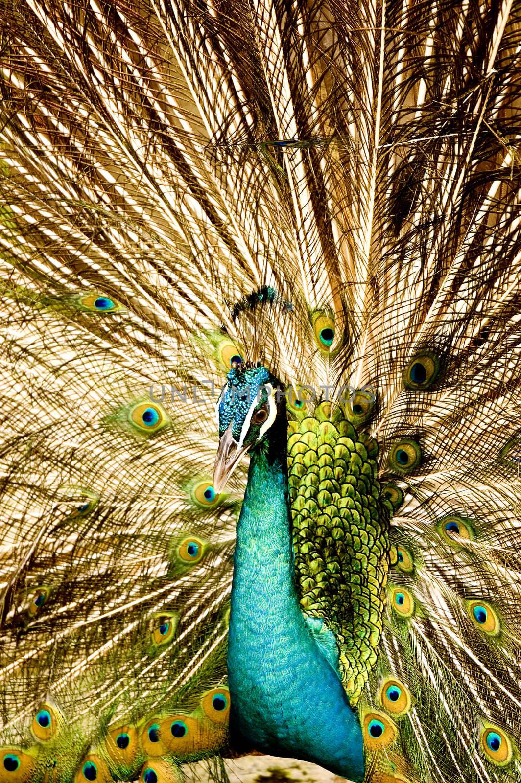 A beautiful peacock with colorful feathers 