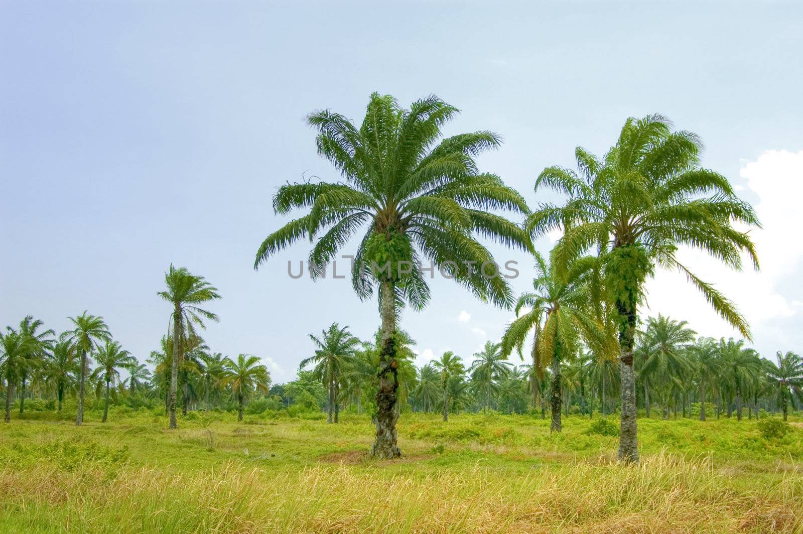 Palm oil plantation 