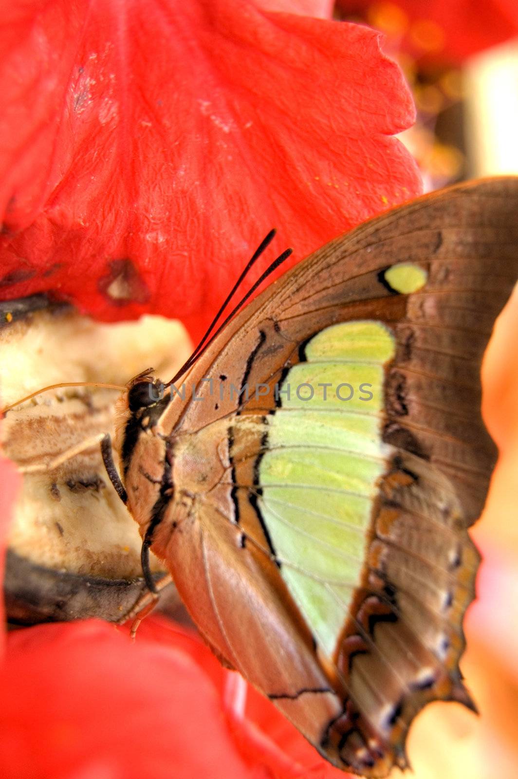 butterfly feeding 
