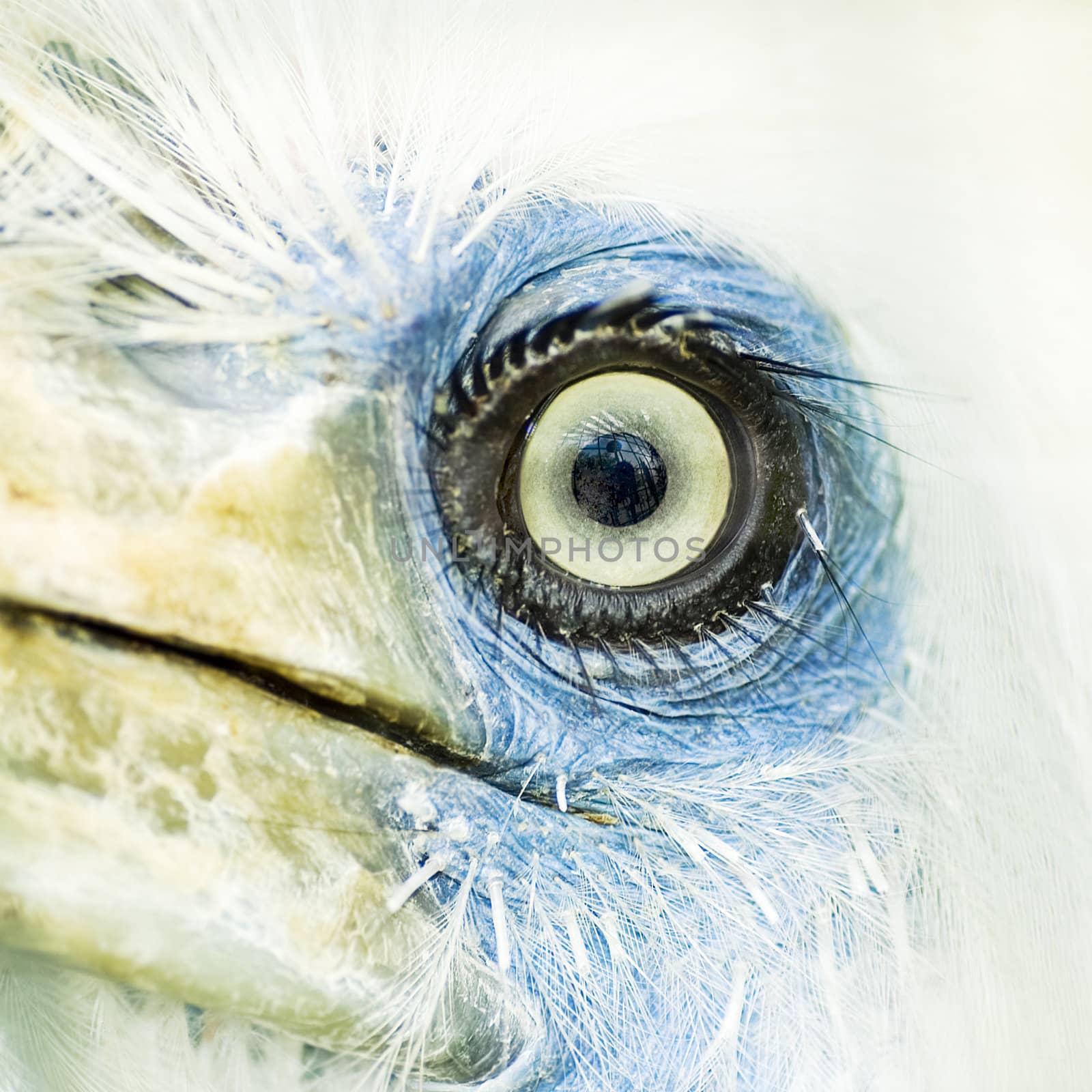 bird eye closeup 
 by szefei