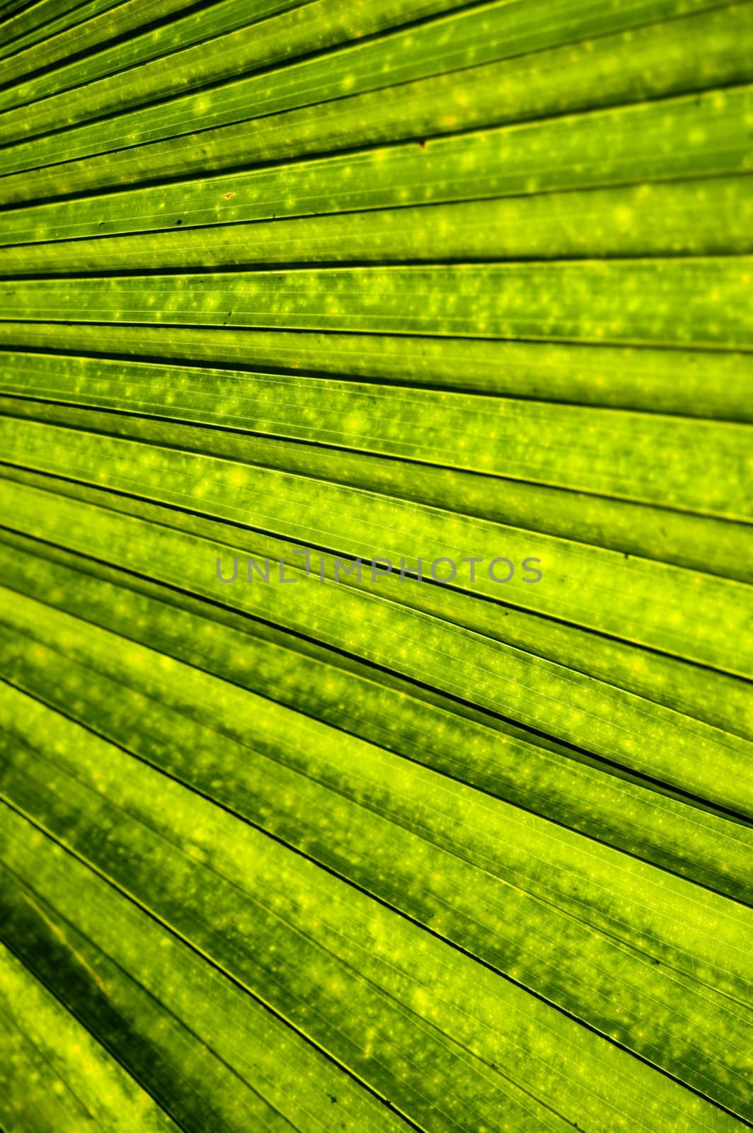 palm leaf by szefei