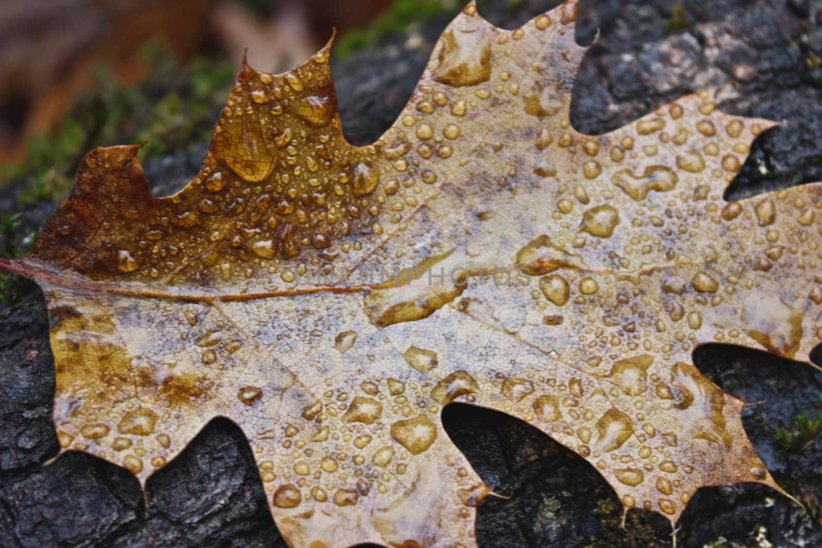 Brown leaf with water droplets