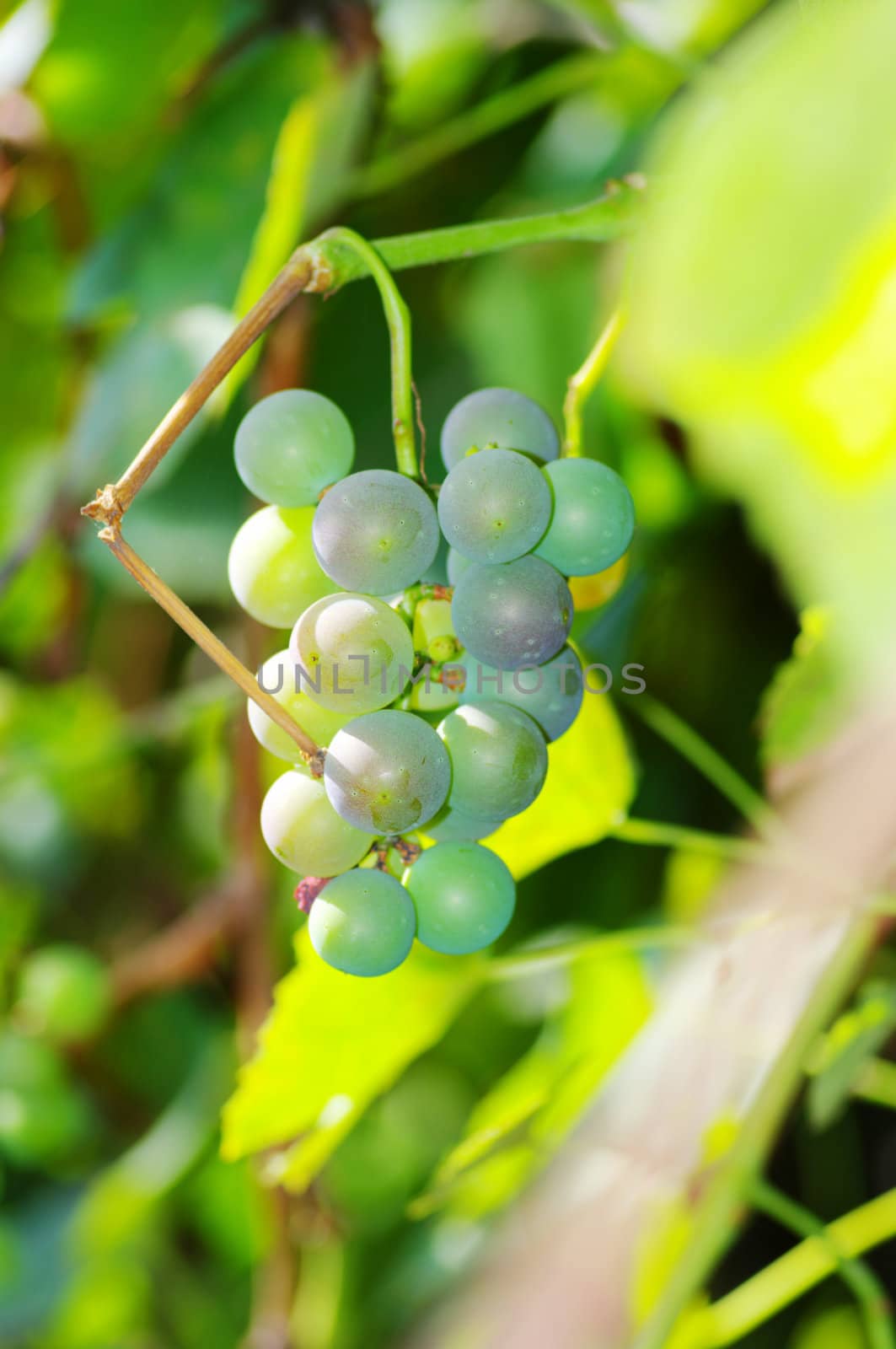 Close-up of a bunch of grapes on grapevine in vineyard. Shallow DOF.

