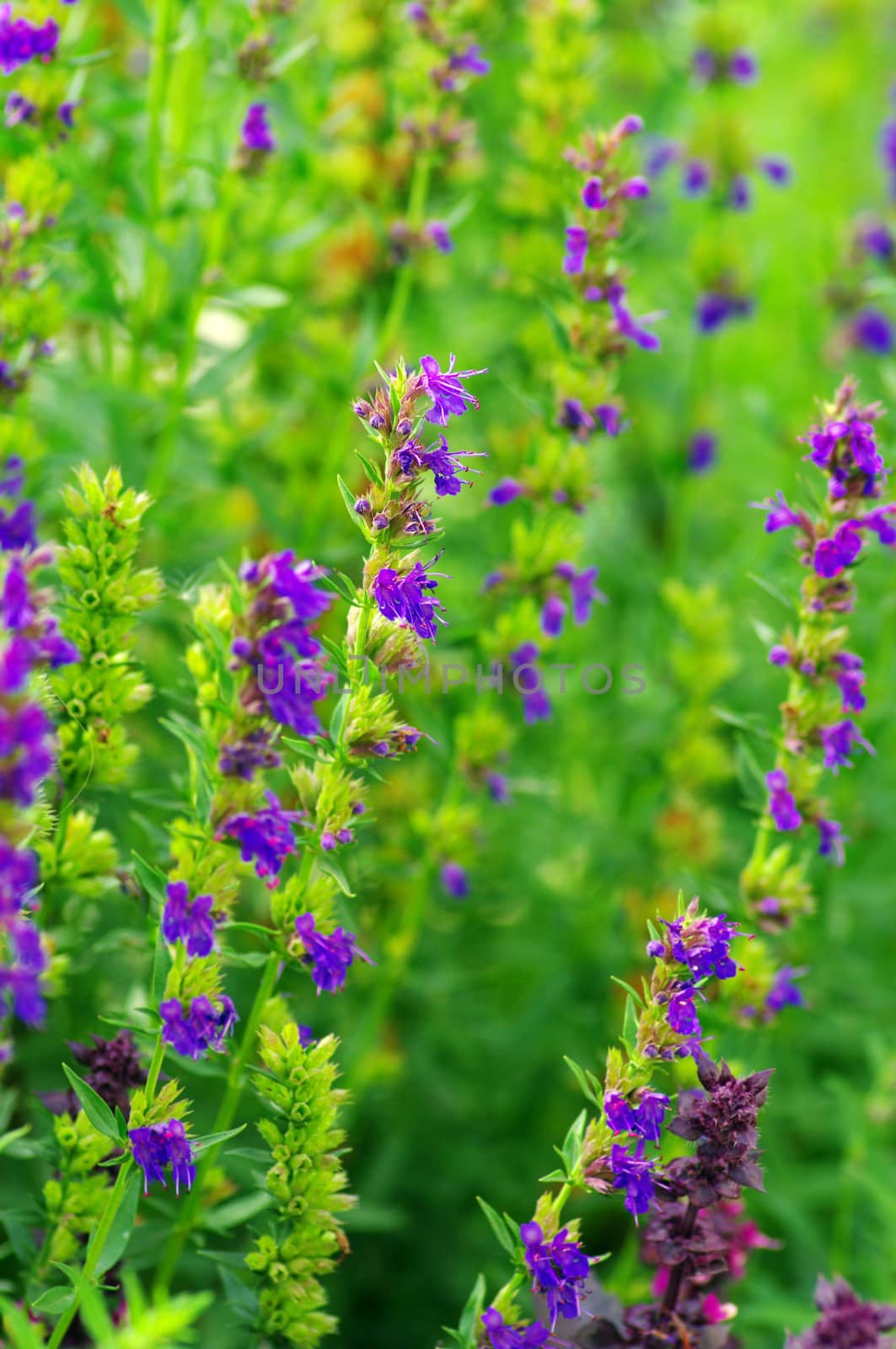 Hyssop plant in the garden