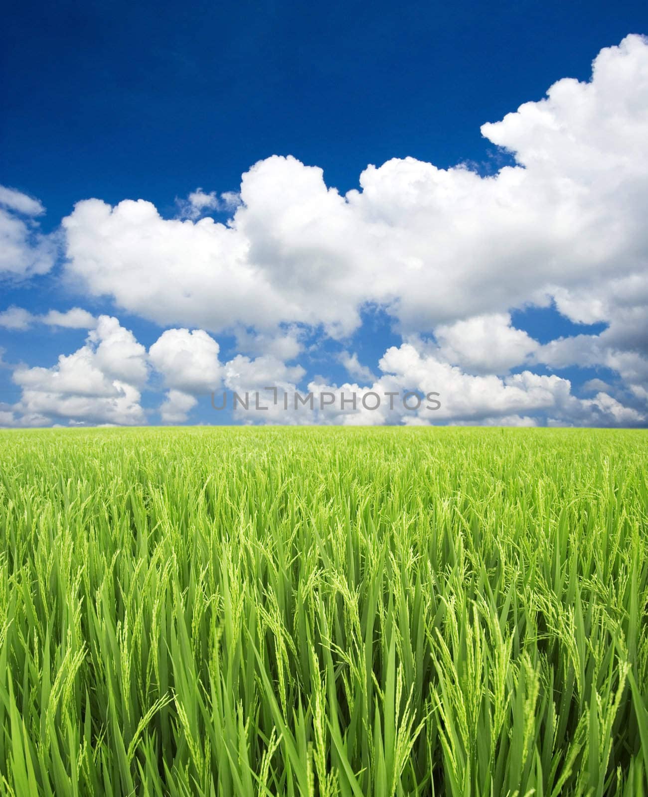 green field and sky 