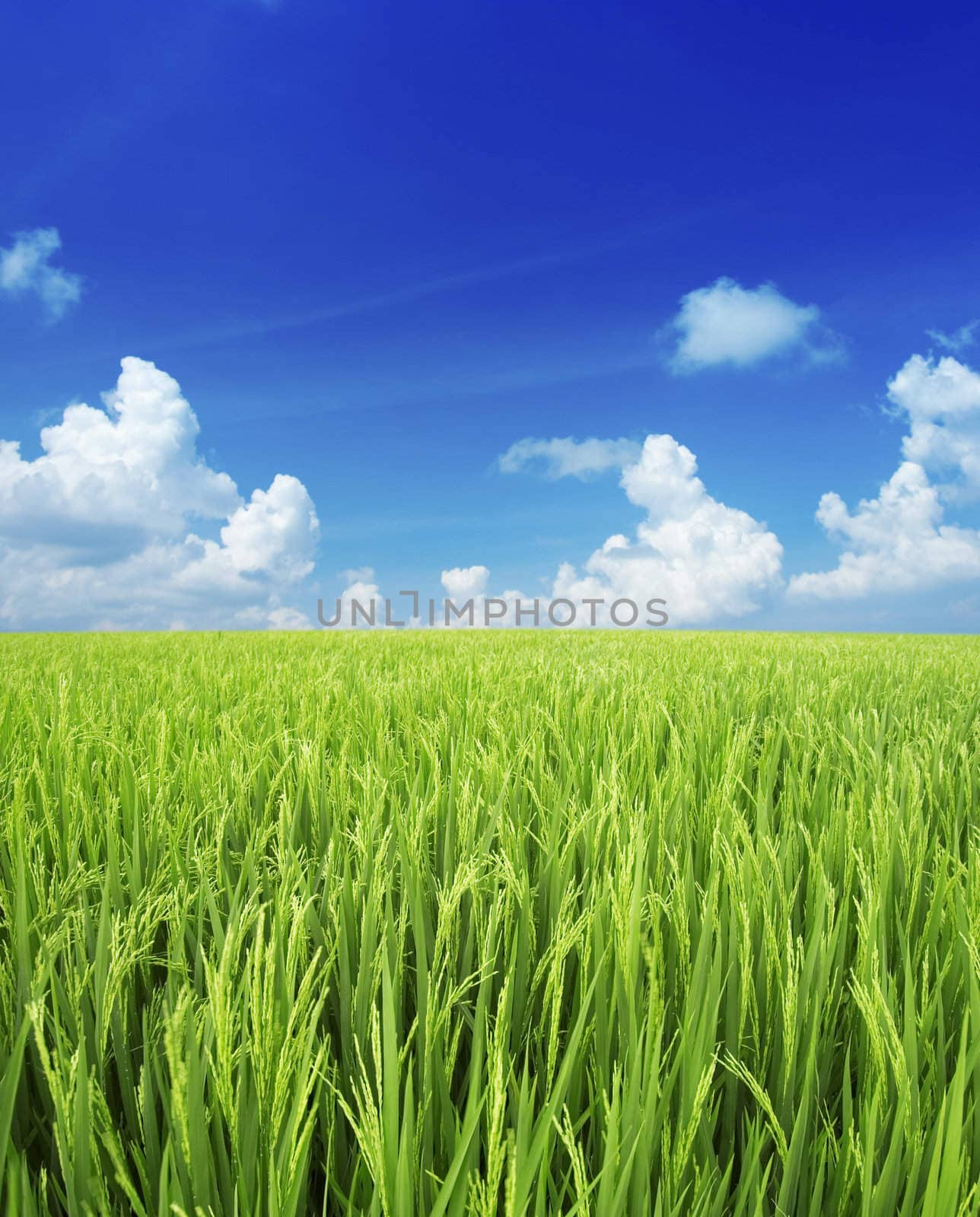 green field and sky 