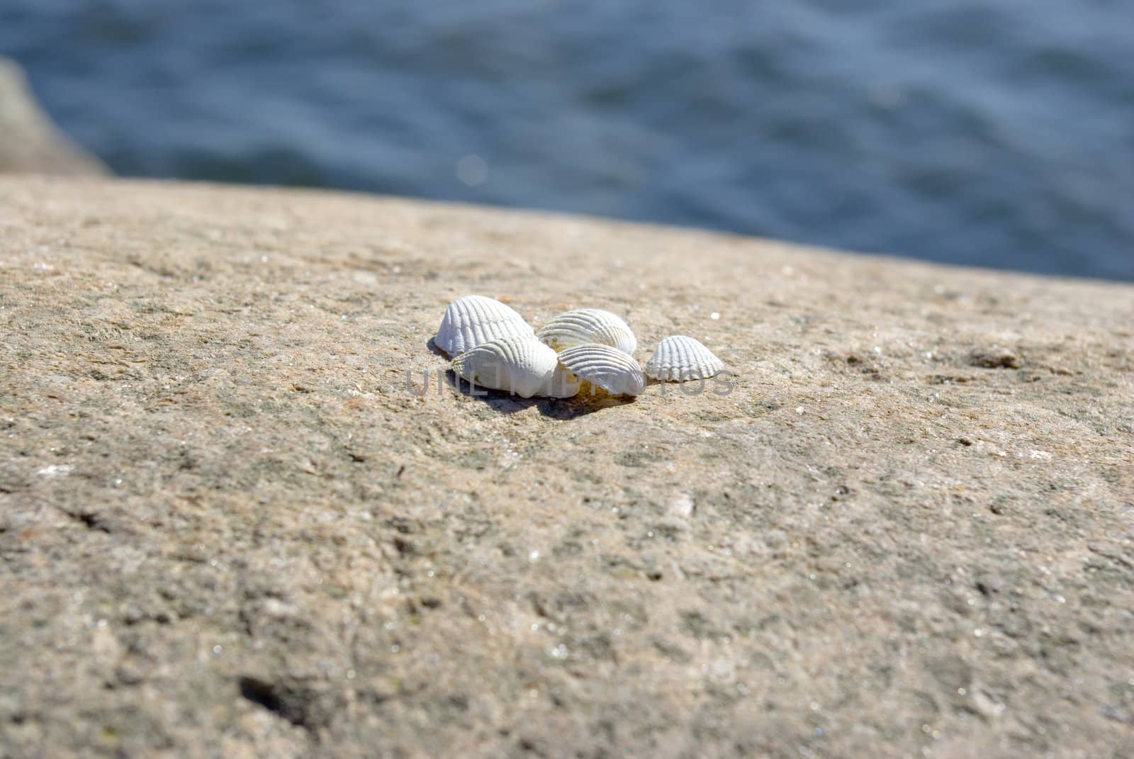 few shells on the rock