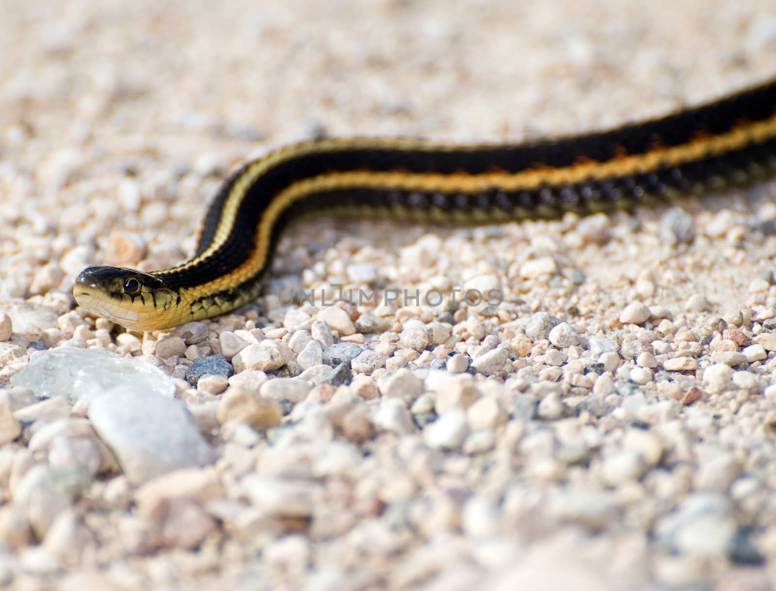 Closeup view of a garter snake slithering across some stones outside