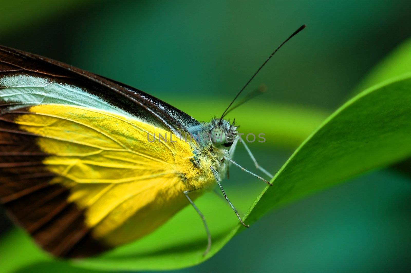 butterfly on a leaf 
