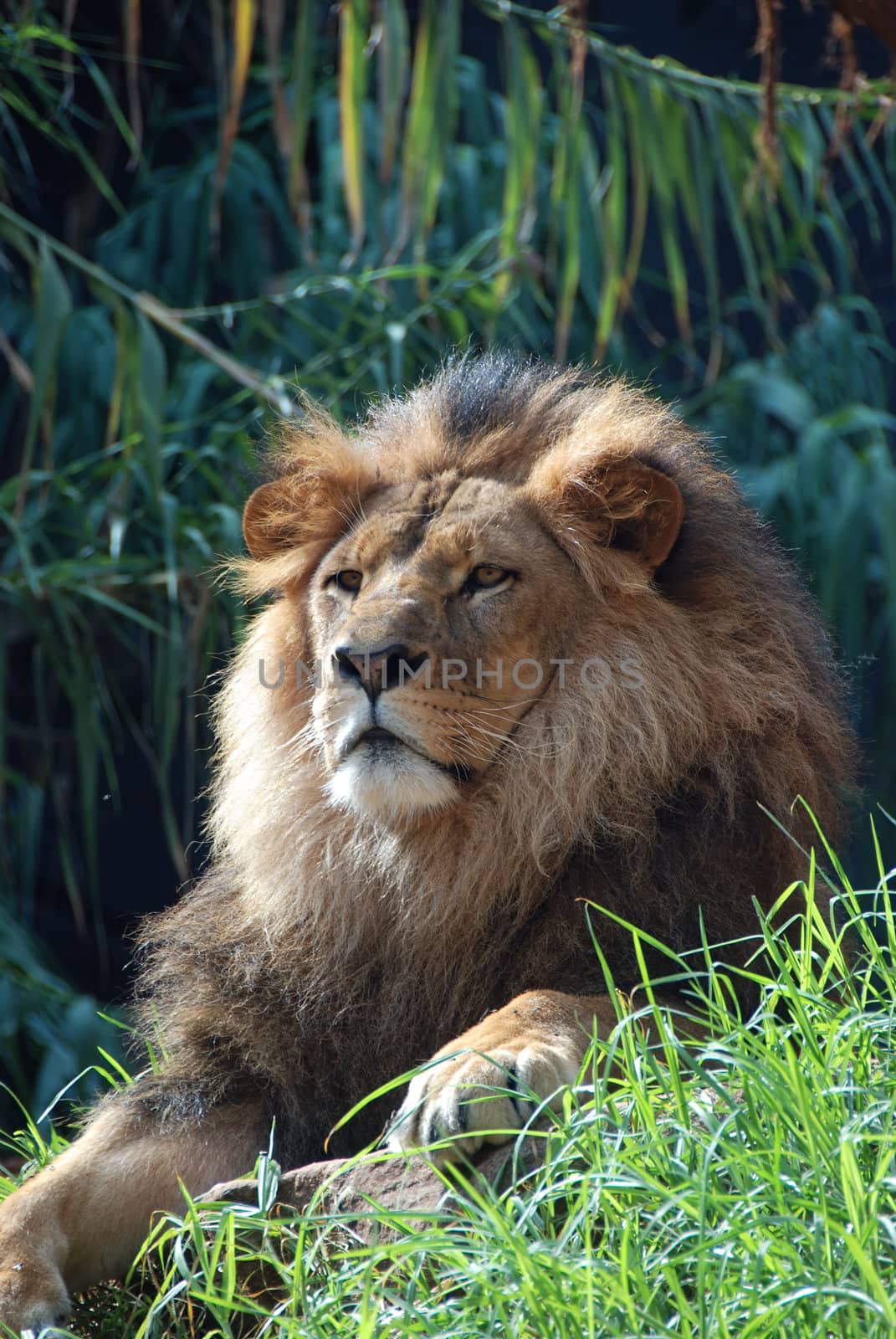 portrait of an african lion, close up, king power