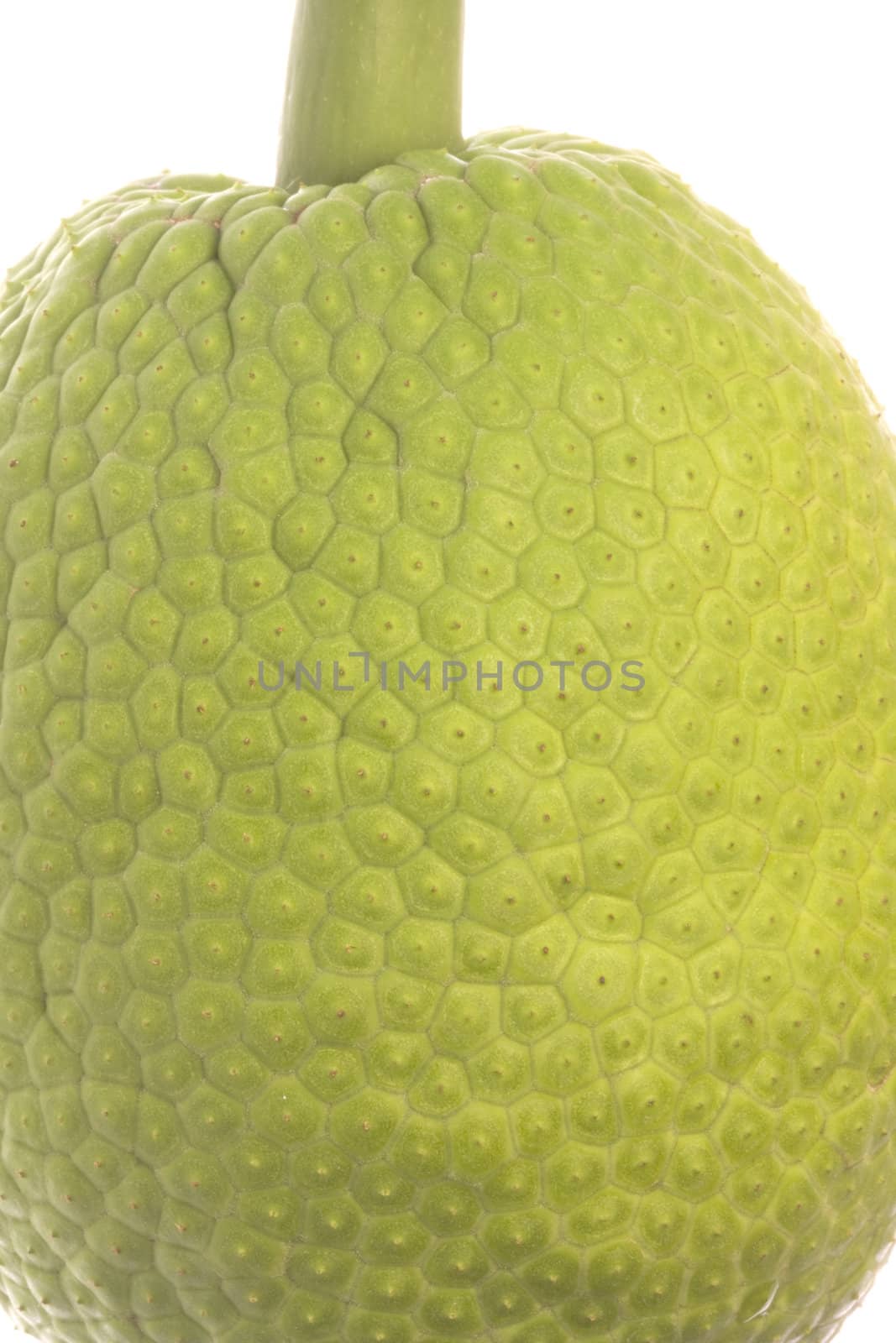 Fresh Breadfruit Macro Isolated by shariffc