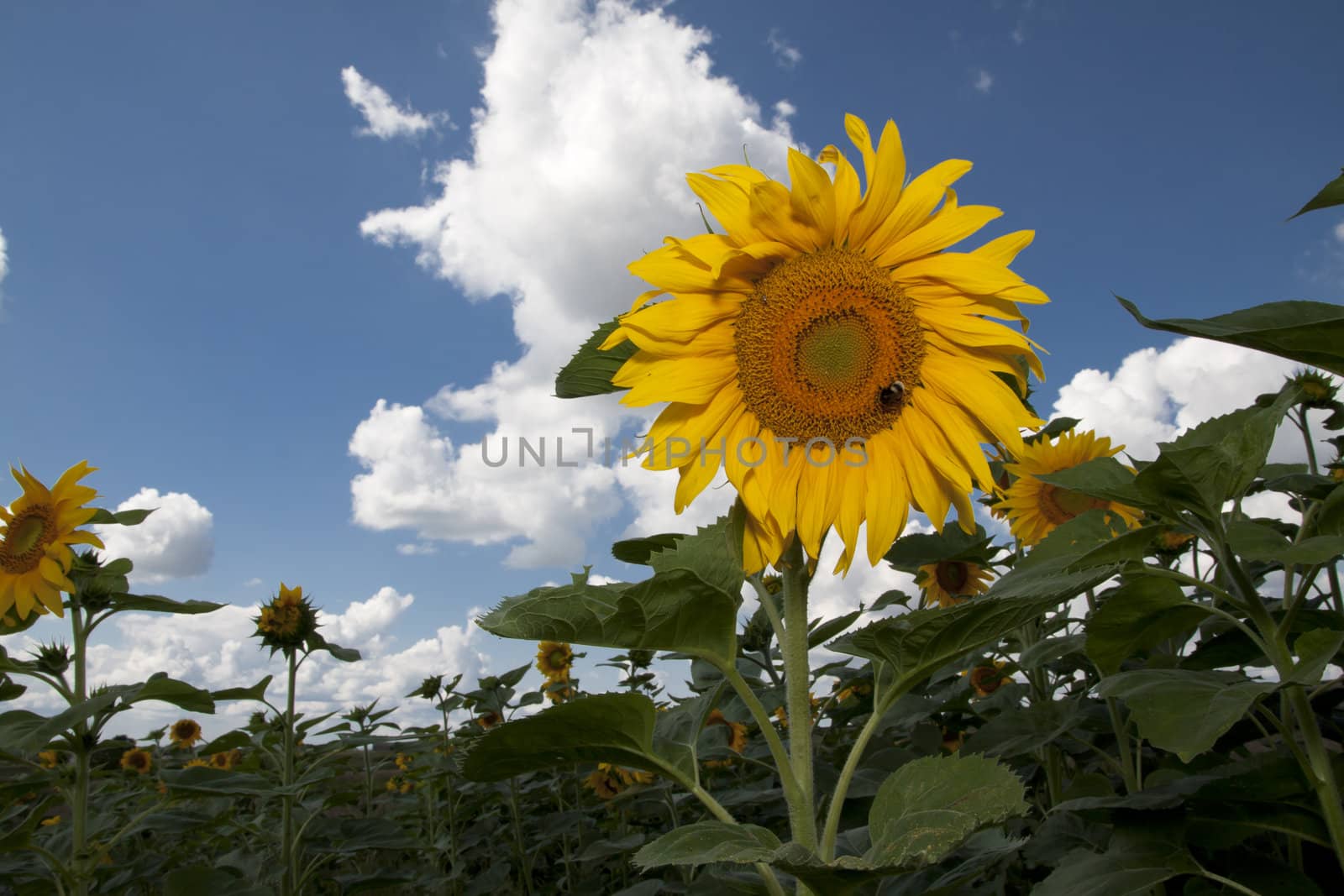 sunflower in a sunny day during summer