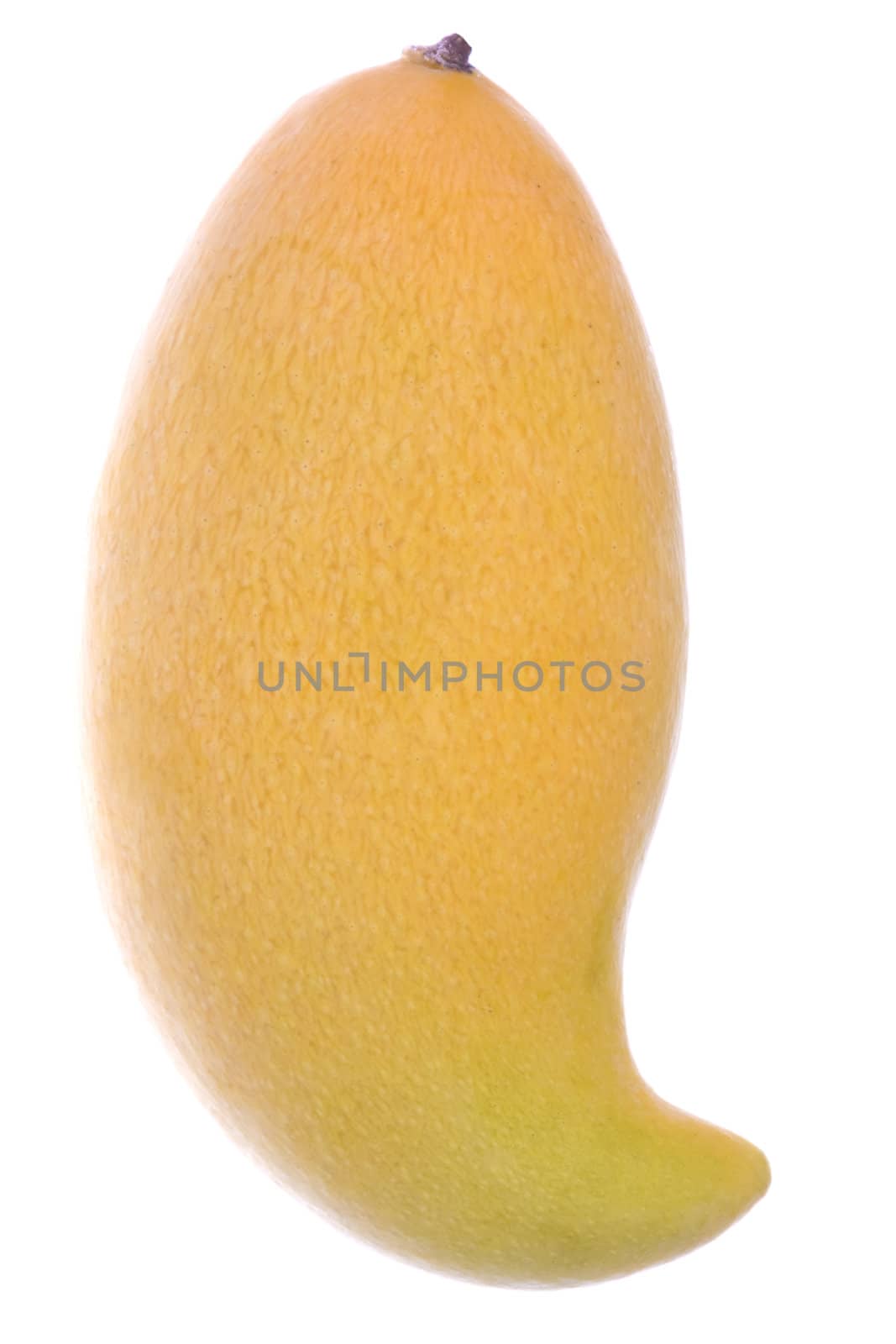 Isolated macro image of a Waterlily Mango.