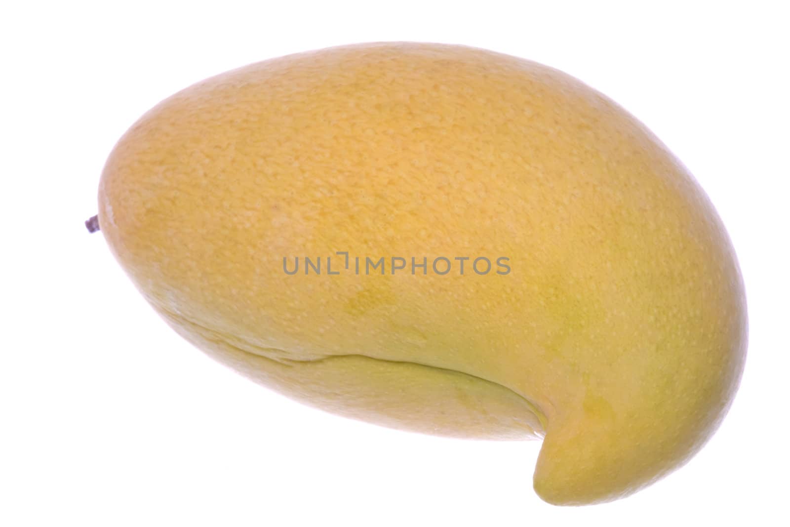 Isolated macro image of a Waterlily Mango.
