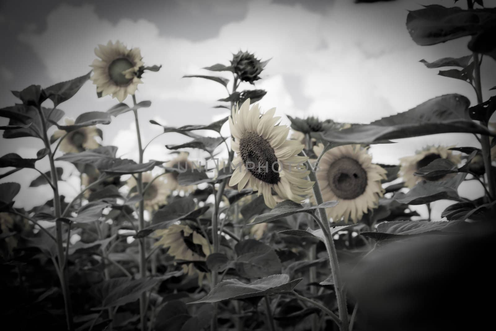 sunflower in a sunny day during summer