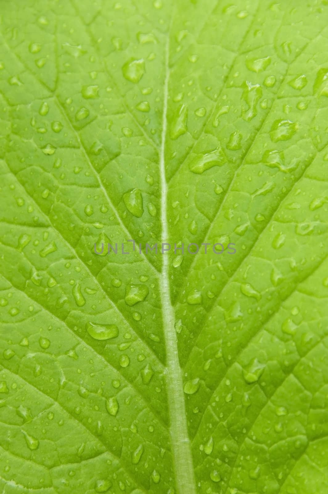 waterdrop on a green leaf after rain