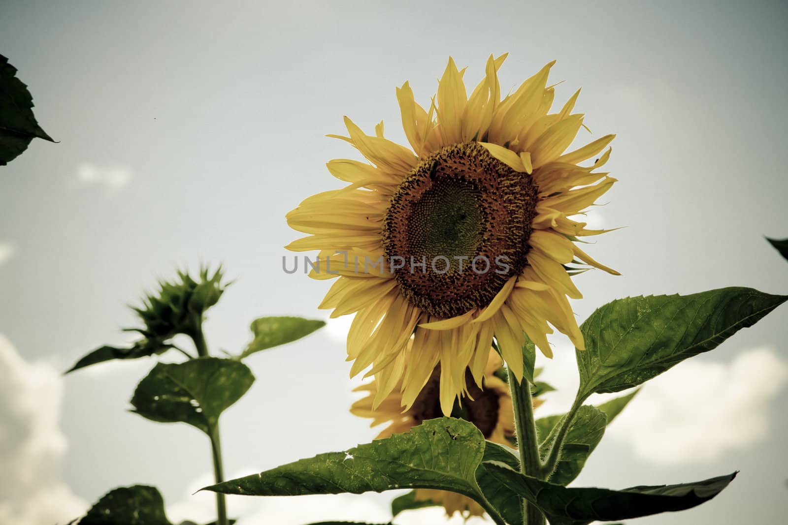 sunflower in a sunny day during summer