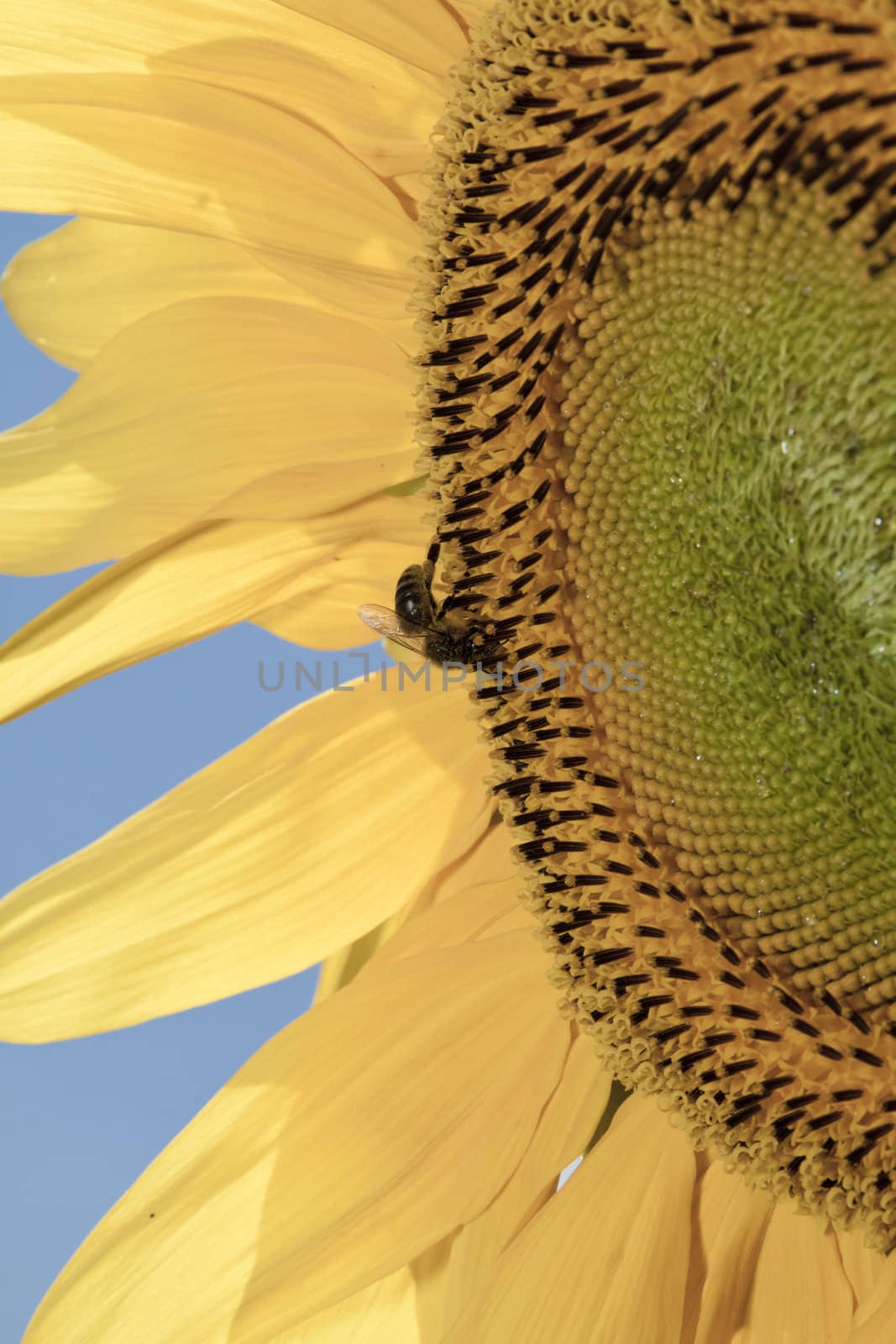 detail of sunflower in a sunny day during summer