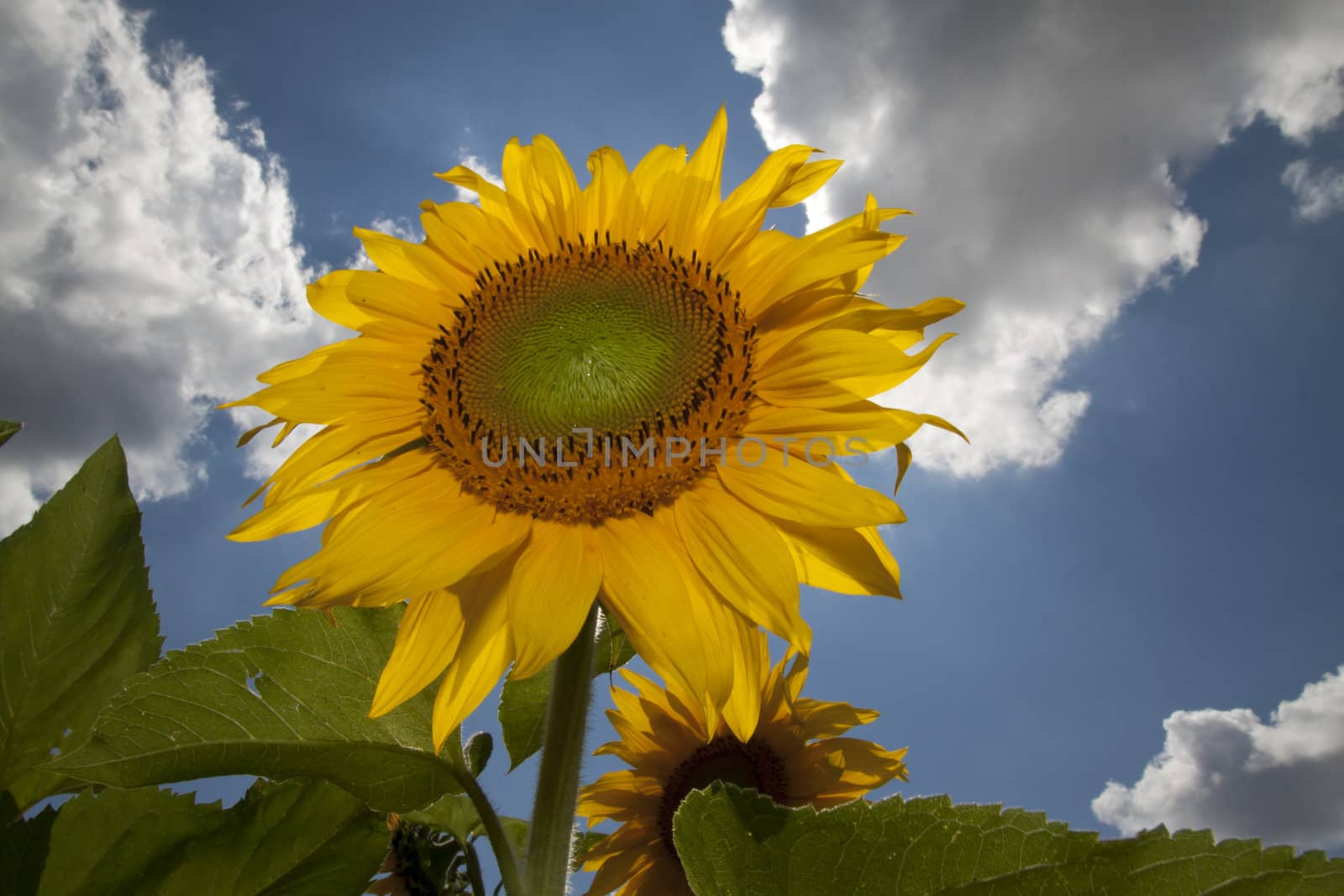 sunflower in a sunny day during summer