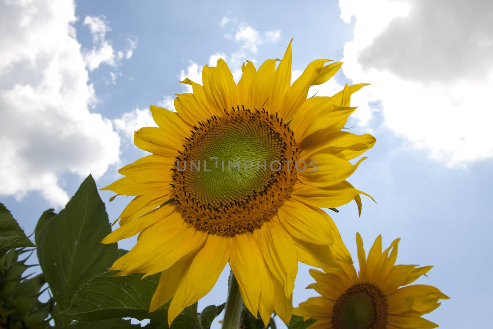 sunflower in a sunny day during summer
