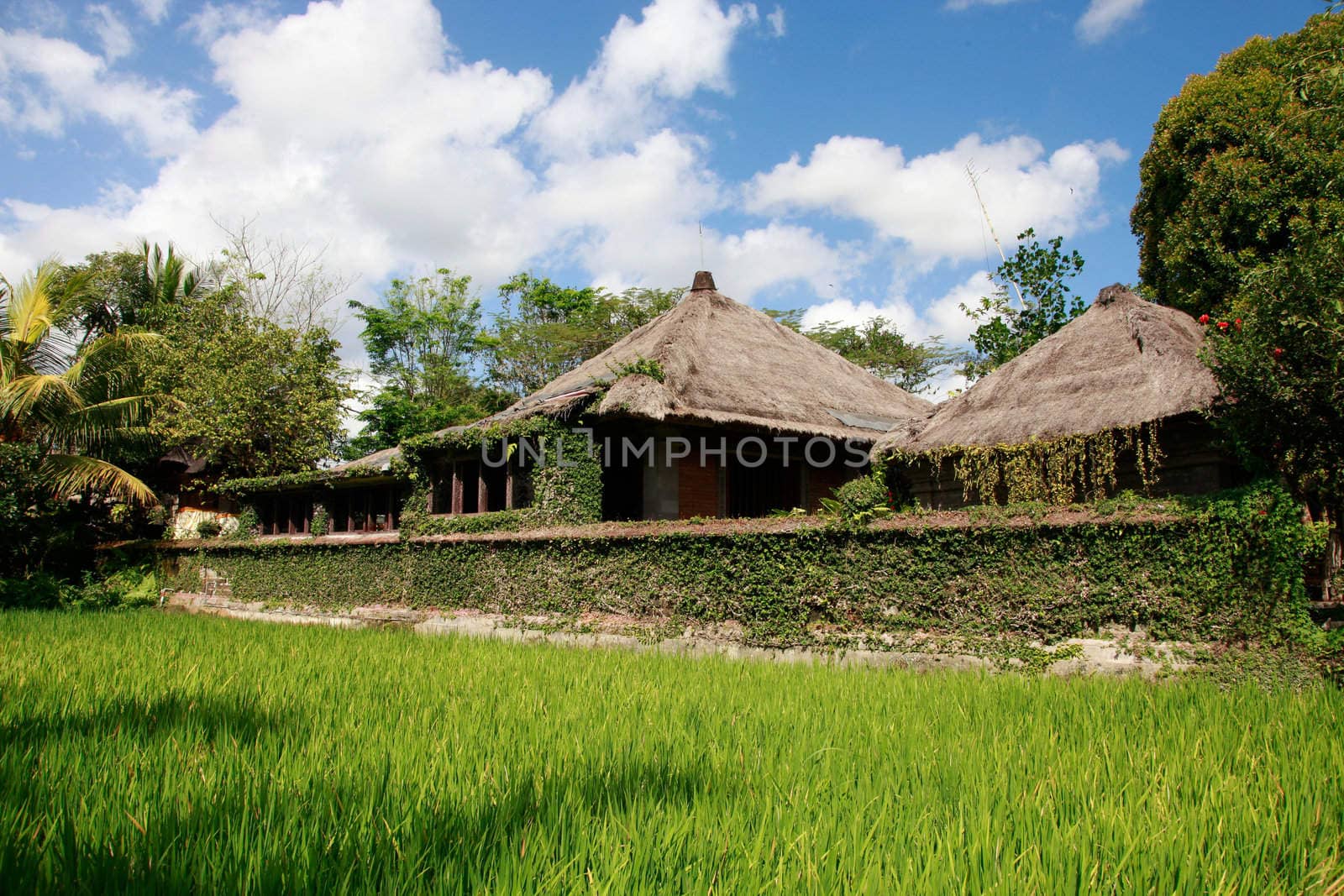 Balinese cottage overlooking rice fields - travel and tourism.