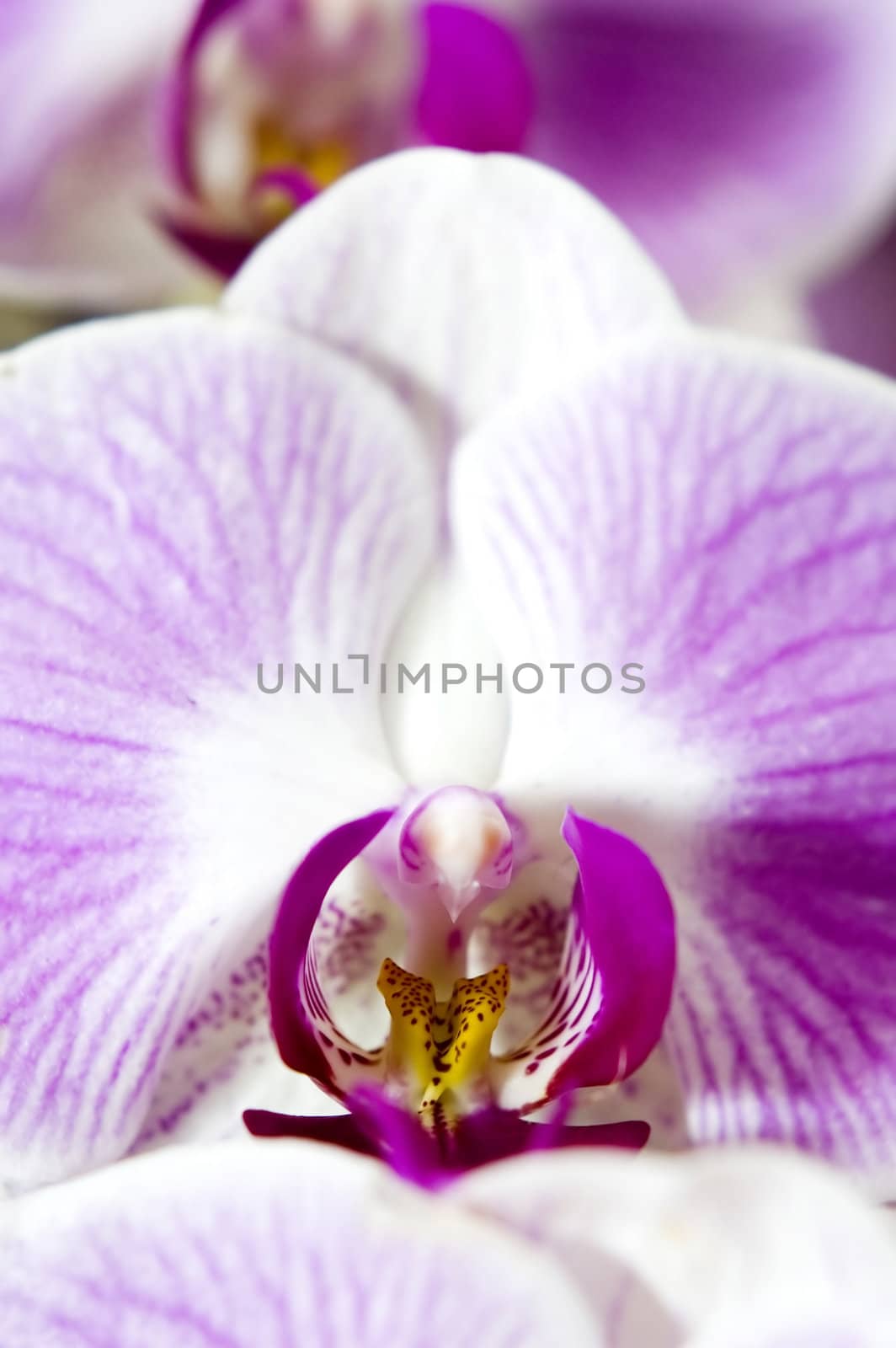 purple orchid flower closeup 
