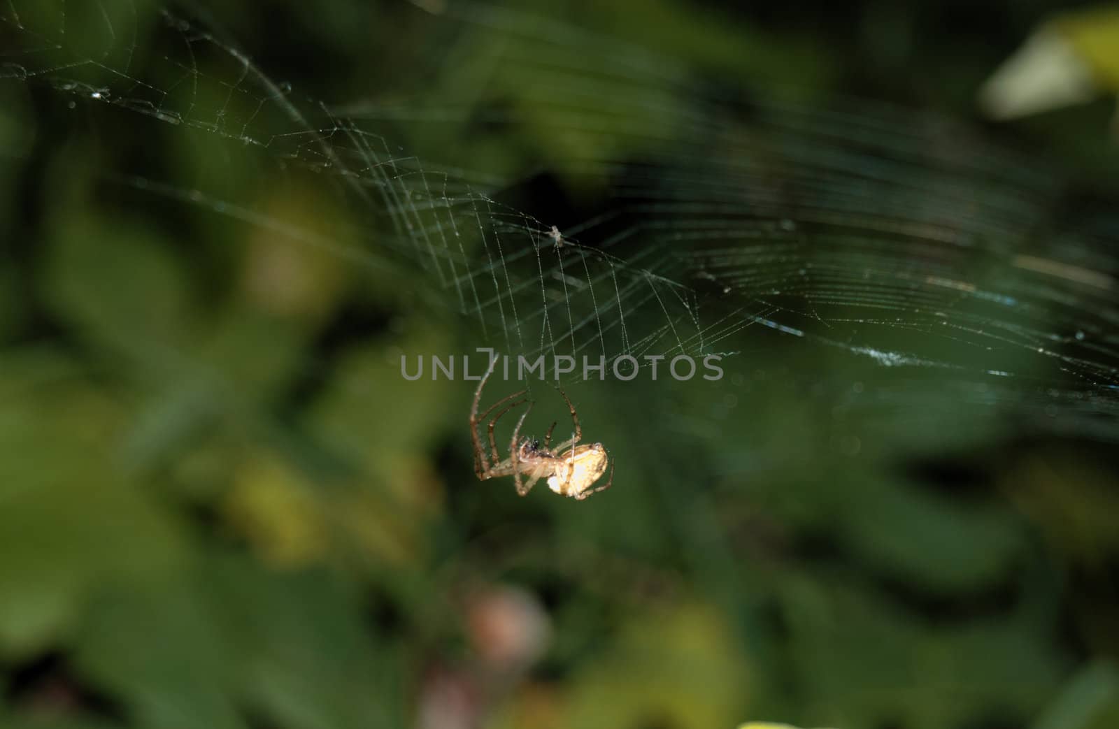 small spider dangles on the cobweb