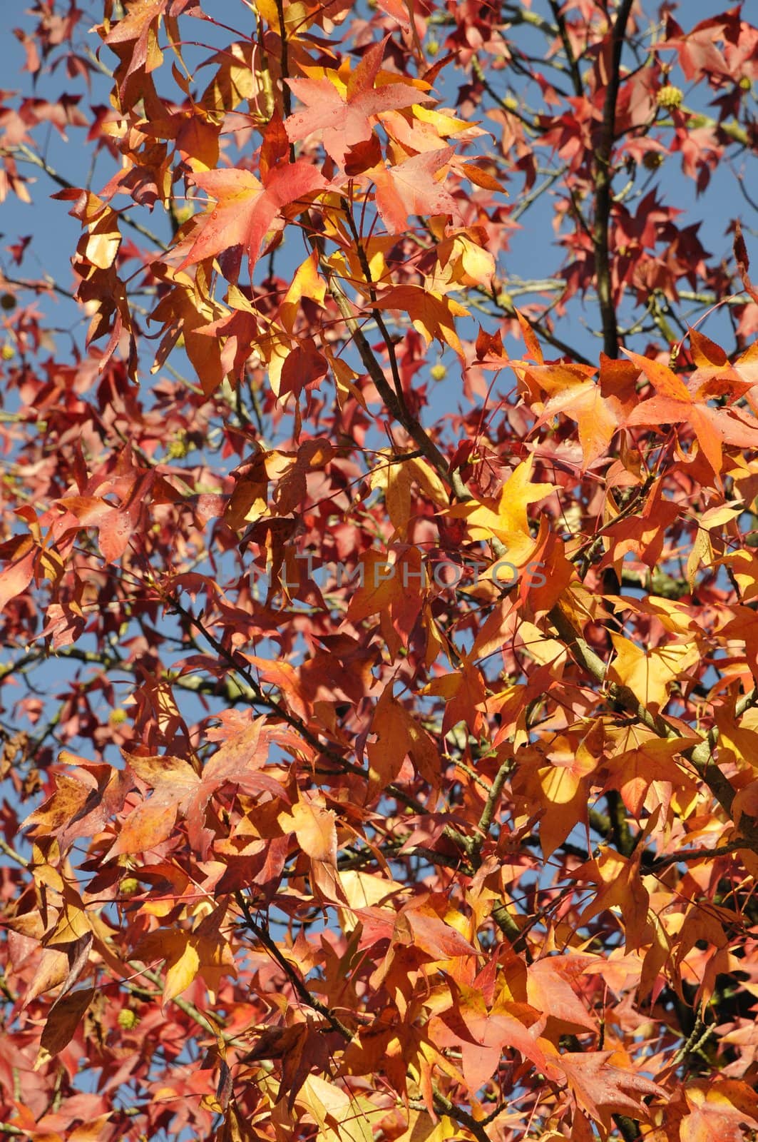 Many autumn leafs with a blue sky