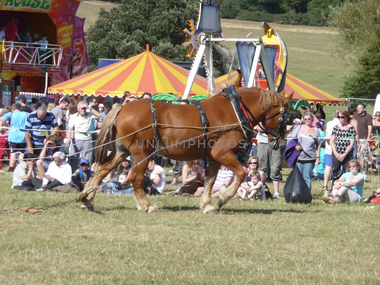 Hainault - August 31: Suffolk Punch Heavy Horse at Hainault forest summer family show August 31st, 2009 in Hainault. 