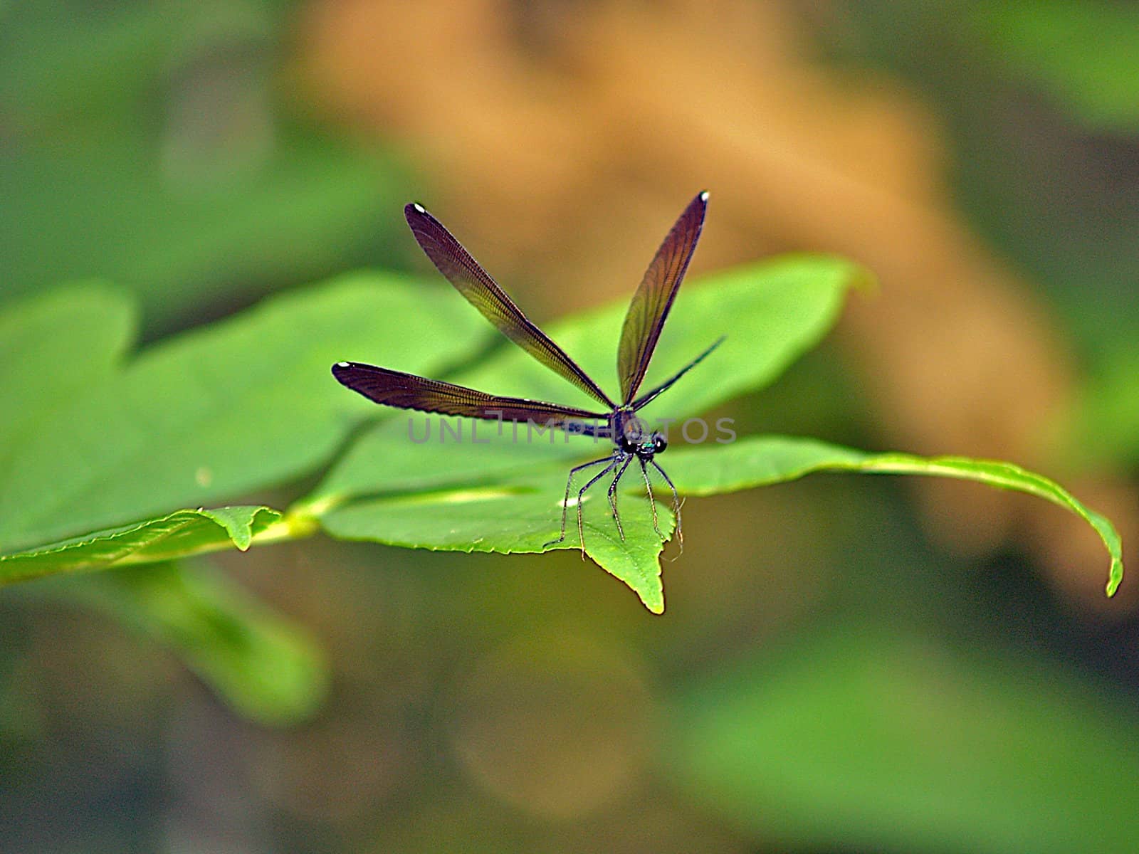 Dragonfly with wings open sitting on a leaf by dmvphotos