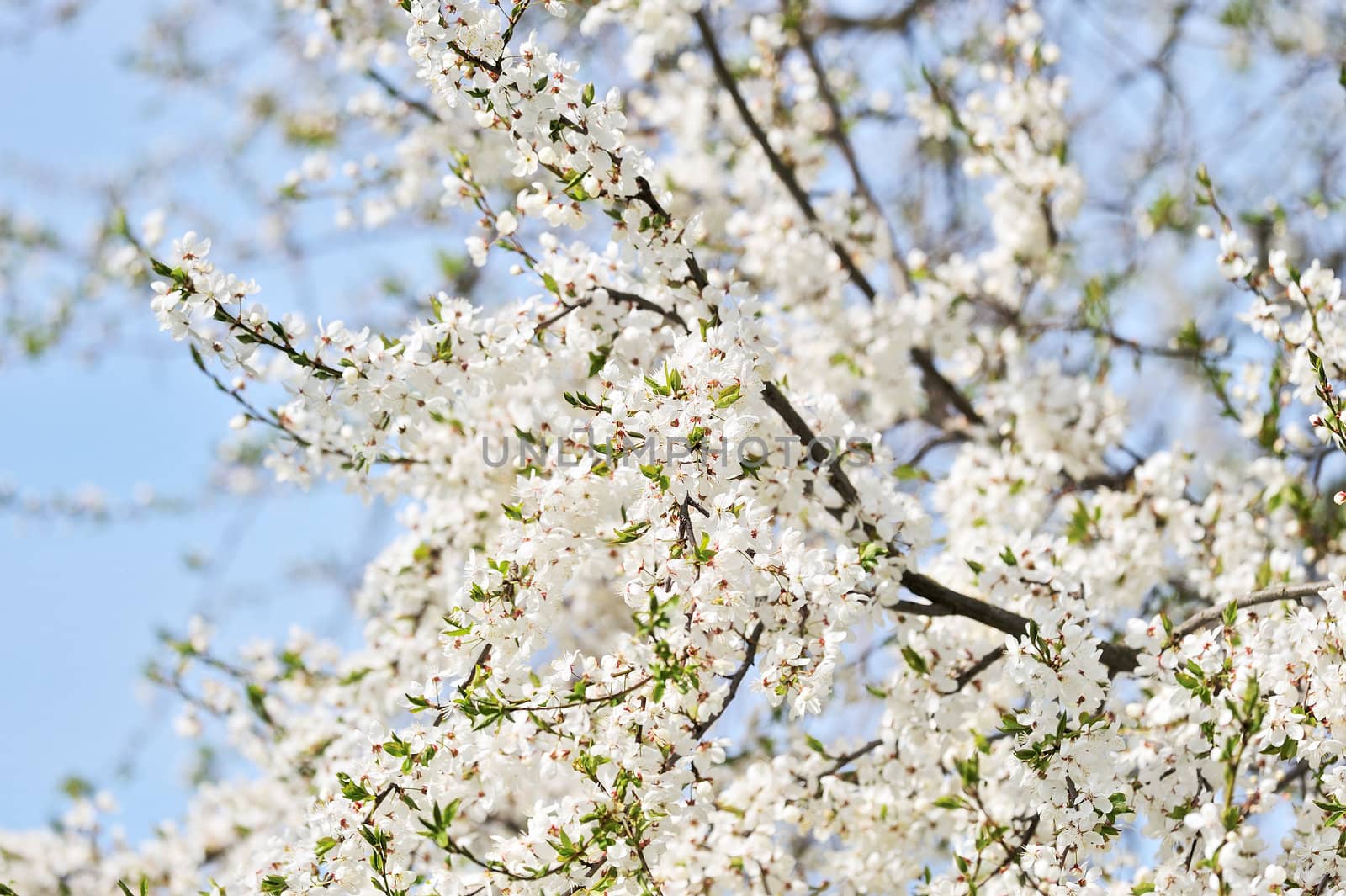 A lot of delicate white flowers on the cherry tree