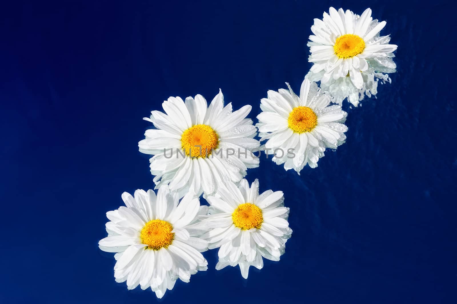 Daisies in a diagonal movement on the water surface